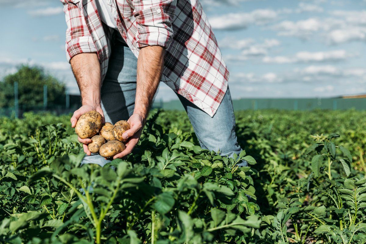 Сельское хозяйство картошка